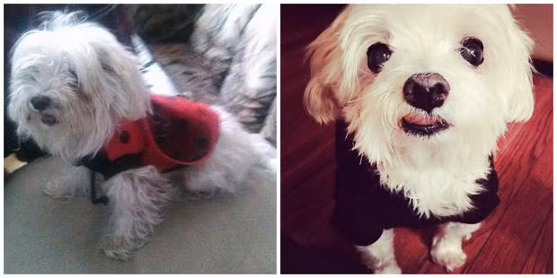 Có lẽ vì bị điếc nên con chó Polly không được quan tâm, chăm sóc cho tới khi nó tìm được một người chủ thực sự yêu mến mình.