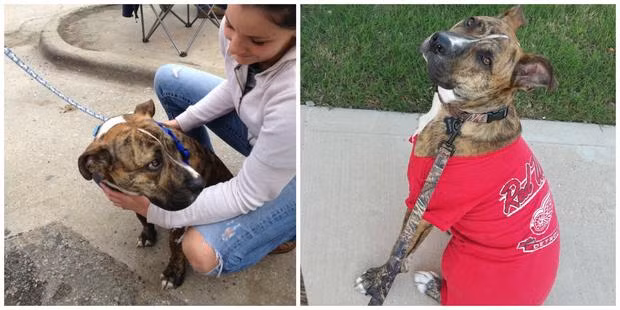 Mặc dù vẫn còn khá rụt rè với con người nhưng Bubba đã dần dần lấy lại được sự tự tin, nhanh nhẹn sau khi gặp được một cô chủ tốt bụng.