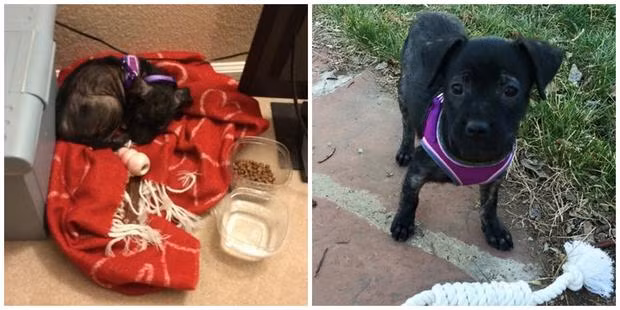 Khi được nhận nuôi, Annabella đang trong tình trạng bị nhẹ cân, kiệt sức. Nhưng chỉ vài tháng sau, cô nàng đã trở nên mạnh khỏe và tinh nghịch.