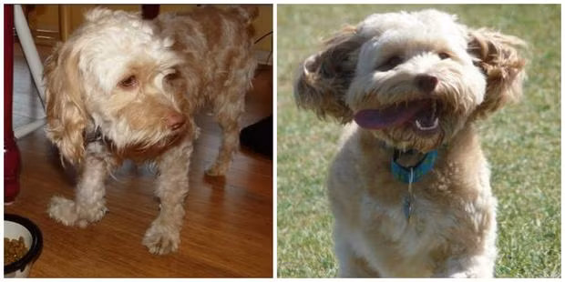 Bingo cũng đang sống cuộc sống hết sức thoải mái.