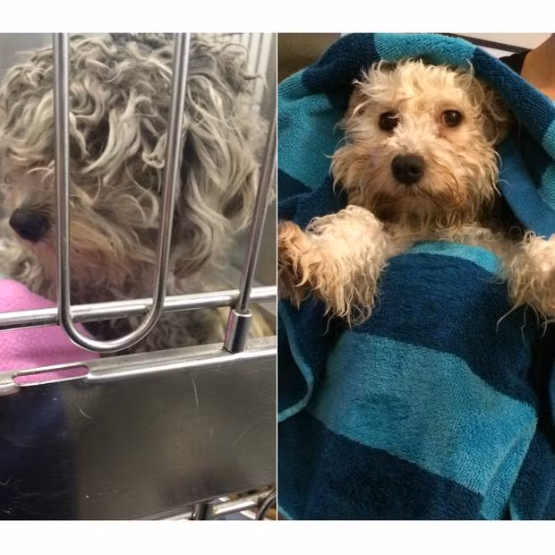 Sau khi bị tai nạn, Lucy bị thương khá nặng và phải chạy chữa trong thời gian dài. Tuy nhiên, cô nàng cũng đã may mắn tìm được một mái nhà ấm cúng.