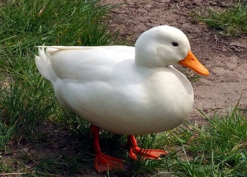 Chân vịt không có các dây thần kinh và các mạch máu, cho nên những con vịt không hề cảm nhận được cái lạnh. Điều này cho phép chúng bơi dưới nước lạnh hoặc đi trên băng và tuyết.