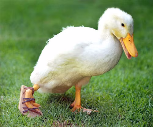 Lông ở phần lưng của một con vịt thì không thấm nước.