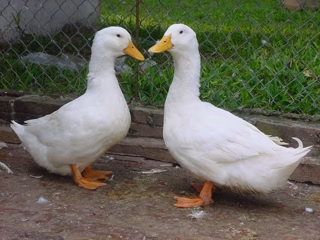 Vịt có 3 mí mắt.