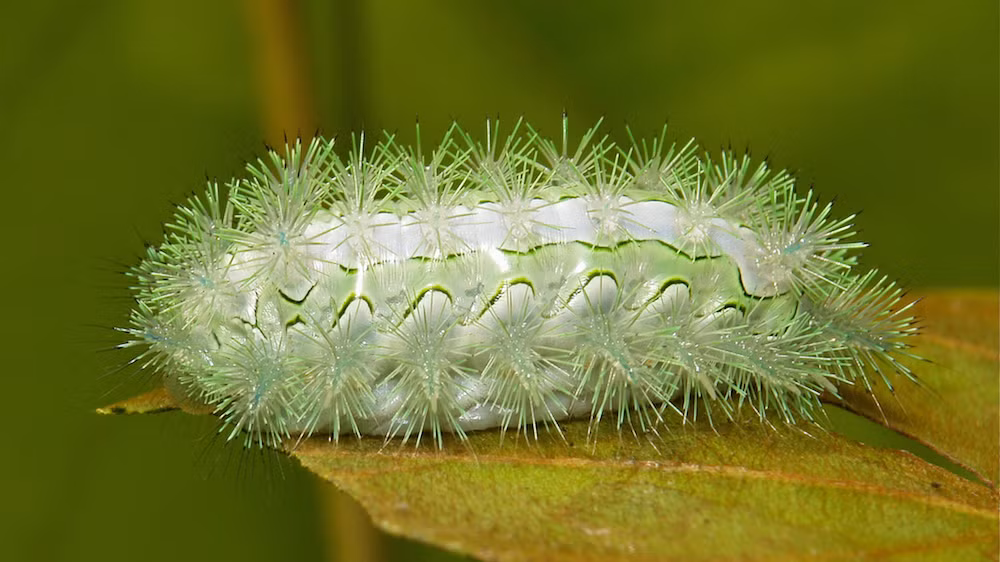 Con sâu bướm này lại trông giống như một tác phẩm điêu khắc bằng thủy tinh hay một viên kẹo lạ mắt. Nhưng chỉ cần chạm nhẹ vào nó, cảm giác đau đớn, nhức nhối sẽ khiến bạn vô cùng khó chịu.