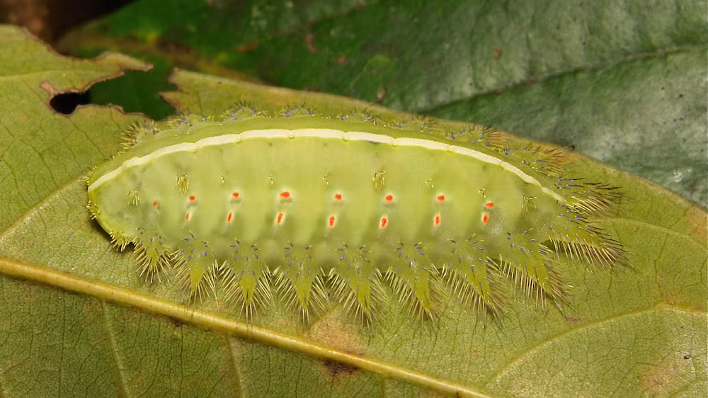 Trong khi đó, con sâu bướm này lại rất khó phát hiện khi nằm trên một chiếc lá. Tuy hiếm nhưng nếu bị tấn công, đối thủ của nó chắc chắn sẽ được “tặng” ngay một loại chất độc khó chịu từ những chiếc lông này.