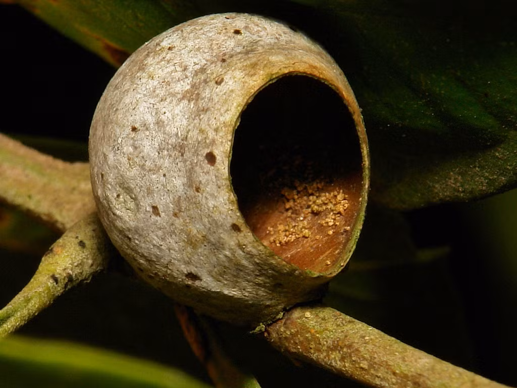 Cũng là một loài trong họ Limacodidae nhưng loại sâu bướm này xây cho mình chiếc kén có hình dáng rất lạ mắt, như một chiếc chén nhỏ với chiếc miệng tròn xinh xắn.