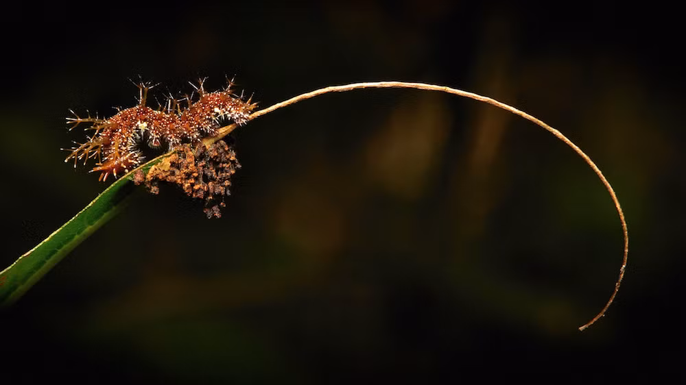 Bức ảnh này thể hiện sự tàn phá ghê gớm của sâu bướm Sergeant. Mỗi chiếc lá, chúng đều ăn từ chóp tới tận cuống và chỉ để sót lại sống lá khô héo. Đồng thời, nó cũng tận dụng chất thải, kết thành chiếc giường êm ái và có tác dụng chống kẻ thù.