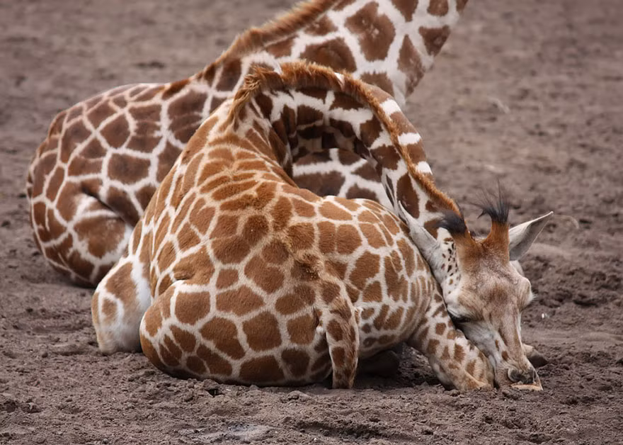 Trong khi đó, chú hươu cao cổ nhỏ này dường như an tâm hơn khi ngủ bên cạnh mẹ và có mẹ canh gác.