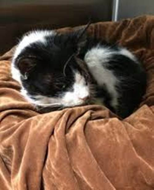 Bart sống sót trở về. Ảnh: new24.com.