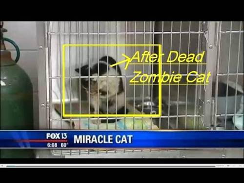 Câu chuyện về chú mèo chơi đùa với tử thần này trở nên nổi tiếng. Ảnh: Article.wn.com.