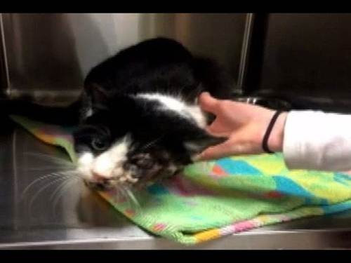 Nhiều người thì chỉ đơn giản cho rằng đây là một phép màu, một điều kỳ diệu. Ảnh: Article.wn.com.