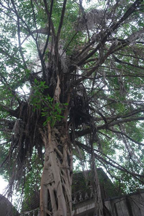  Cây sanh "ôm trọn" cây dừa hàng trăm năm tuổi ngay giữa lòng thủ đô Hà Nội, trong khu tập thể số 5 Đinh Lễ. Cây sanh này thả rễ phủ kín cả thân dừa bên trong và rất lâu rồi cây dừa không hề có quả bởi cây sanh đã hút hết chất dinh dưỡng từ cây dừa. Từ một cây vật chủ, cây sanh đã biến cây dừa thành một cây xác sống.
