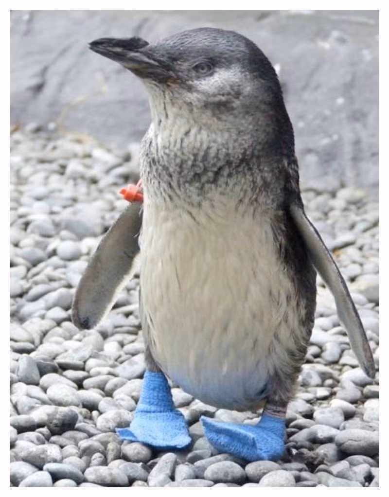 Còn đôi giày len này lại có thể giúp cánh cụt bớt đau chân khi đi qua bãi sỏi cứng.