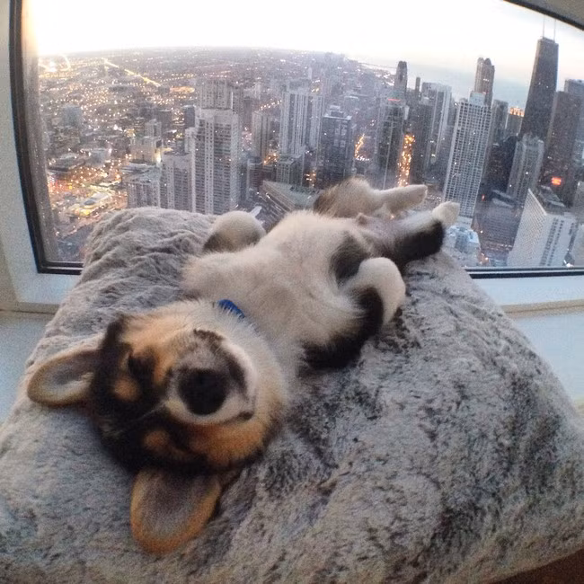 Hai chú chó khác của Nữ hoàng Anh có tên là Holly và Willow.