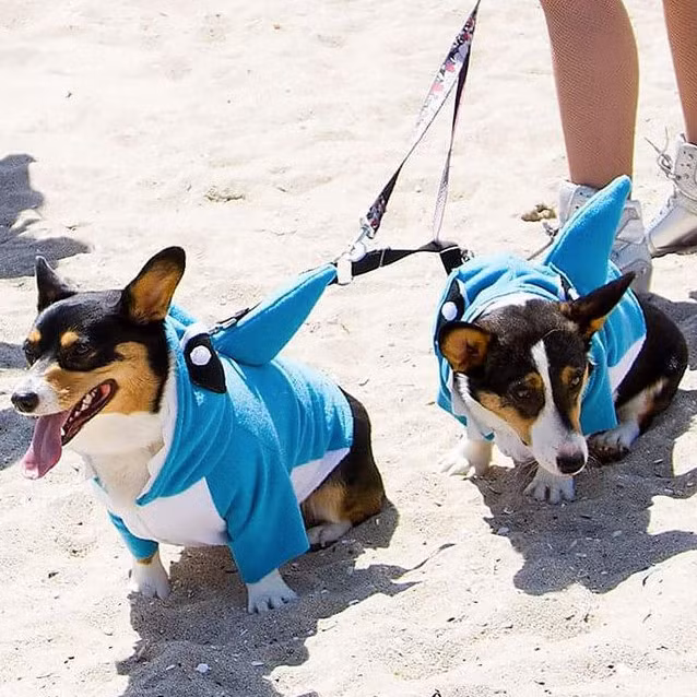 Trở thành người bạn đồng hành với loài người, giống Corgi chứng tỏ được sự thông minh, dễ sai bảo, dễ huấn luyện. Chúng là một loài vật nuôi trung thành, trìu mến và hiền hòa.