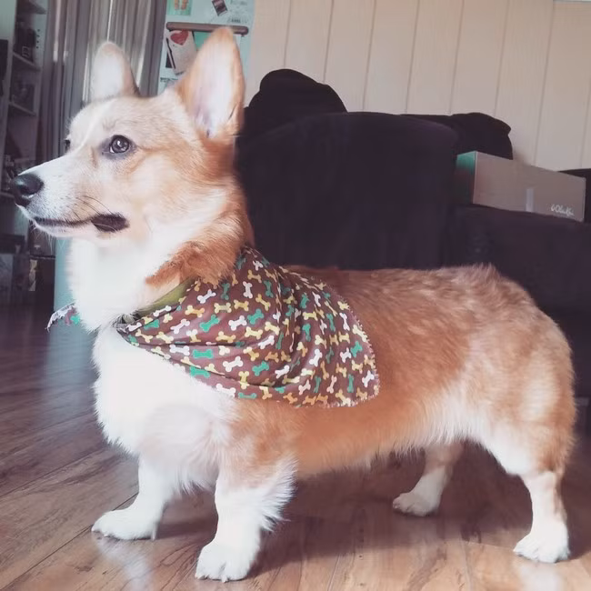 Ngày nay, chúng càng trở nên nổi tiếng vì là loài chó yêu thích nhất của Nữ hoàng Elizabeth đệ nhị cũng như của các thành viên hoàng tộc. Trong ảnh chính là chú chó có tên Susan của Nữ hoàng.