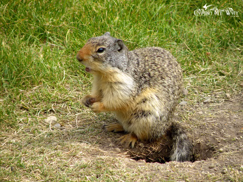 Sóc đất có chế độ ăn uống gồm các loại hạt, lá, rễ, hạt giống, và cây trồng khác; ngoài ra, chúng cũng bắt và ăn các sinh vật như côn trùng và sâu bướm. Trong khi đó, sóc cây lại lang thang trên mặt đất tìm kiếm các loại hạt, quả và hoa, đồng thời ăn cả vỏ cây, trứng, hoặc chim non.
