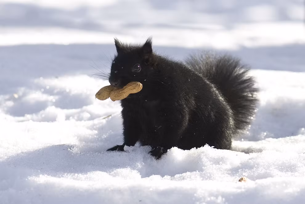 Tuy vất vả nhưng kho báu thức ăn mà nó vừa đào được không phải lúc nào cũng thuộc về riêng nó mà có thể mất tới 1/4 cho những con sóc khác.
