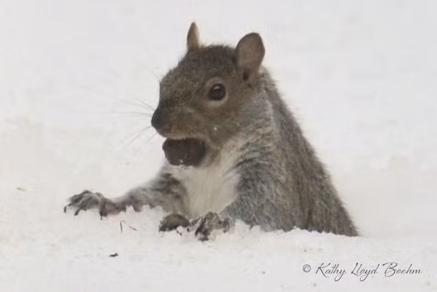 Một số loài sóc còn có khả năng đánh hơi được thức ăn vùi sâu dưới lớp tuyết dày. Khi phát hiện ra, chúng sẽ đào hang xuống tuyết để tìm bằng được thức ăn đó.