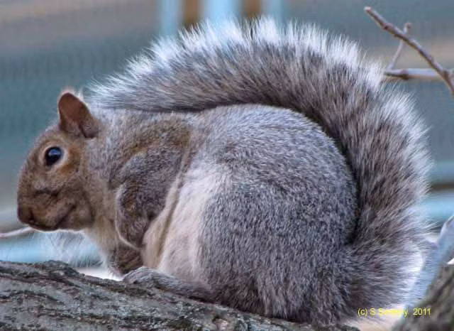 Chiếc đuôi được sóc tận dụng vào rất nhiều việc, gồm: giữ cơ thể thăng bằng, tự tạo bóng râm cho bản thân, biến đuôi thành ô tránh mưa, thành chăn khi lạnh hay thành bánh lái khi bơi.