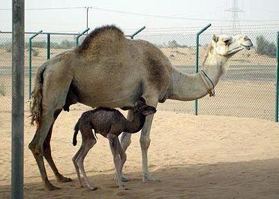 Tuổi thọ trung bình của lạc đà là 40-50 năm.