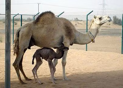 Tuổi thọ trung bình của lạc đà là 40-50 năm.