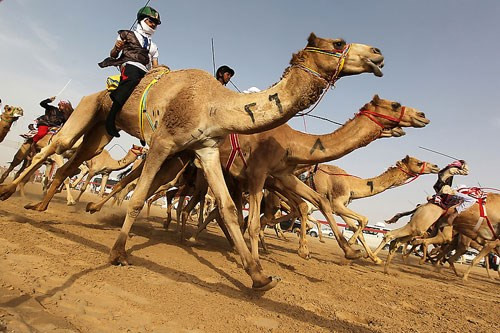 Lạc đà cao khoảng 1,85m (tính đến vai) và 2,15m (tính đến phần bướu).