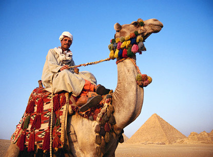 Lạc đà có khả năng chạy với vận tốc 65km/h trong thời gian ngắn và duy trì vận tốc 40 km/h.