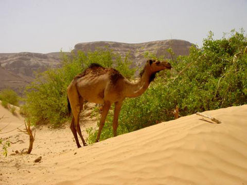 Một con lạc đà to có thể uống tới 113 lít nước chỉ trong 13 phút. Điều này giúp chúng hoàn lại độ ẩm nhanh hơn các loài động vật có vú khác.