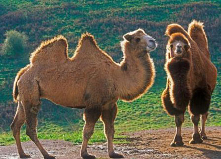 Lạc đà đã được con người thuần hóa trong hàng ngàn năm. Chúng được sử dụng chủ yếu để vận chuyển, chuyên chở hàng hóa nặng. Chúng cũng là nguồn cung cấp sữa, thịt và lông.
