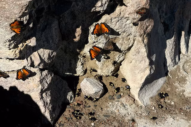 Ngoài ra, bướm còn yêu thích “món” nước tiểu tới mức chúng còn tự tiêu thụ nước tiểu của chính mình.