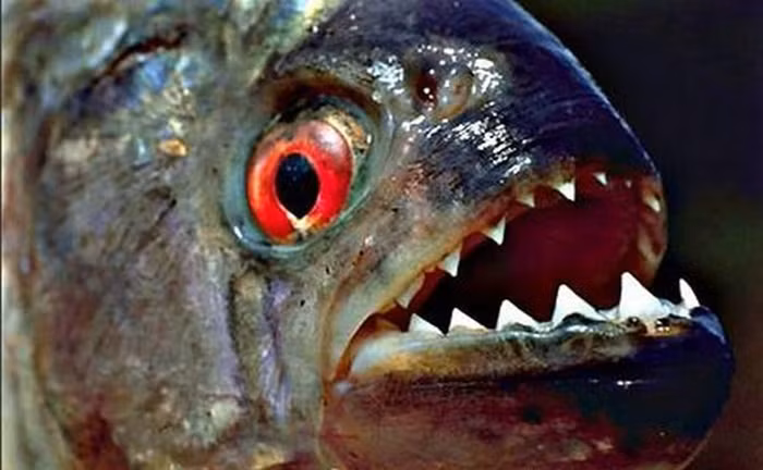 Cá Piranha có những chiếc răng sắc nhọn có thể cắn đứt cả một chiếc móc câu bằng bạc. Cơ hàm của nó rất khỏe, có thể nghiền nát tay người chỉ trong 5-10 giây.