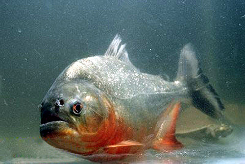 Cá Piranha là loài cá ăn thịt cả đồng loại. Chúng sẽ tấn công và ăn những con cá Piranha khác khi thiếu nguồn cung cấp thịt.