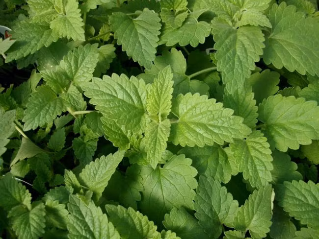 Cây bạc hà mèo là loại “thuốc” tự nhiên có tác dụng diệt gián.