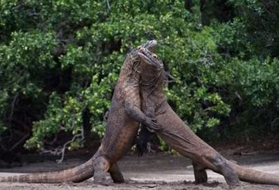 Rồng Komodo thường chiến đấu với các rồng khác. Chúng cắn nhau trong suốt cuộc chiến nhưng không giống như những con vật khác, rồng Komodo hoàn toàn miễn nhiễm với các loại vi khuẩn trong nước bọt của nó.