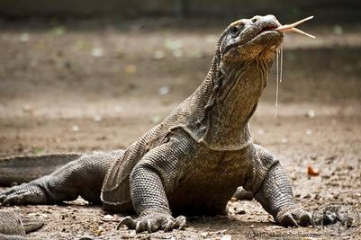 Rồng Komodo trưởng thành còn ăn thịt cả đồng loại. Chúng ăn những con rồng con vừa mới nở và loại thức ăn này chiếm 10% khẩu phần ăn của chúng.