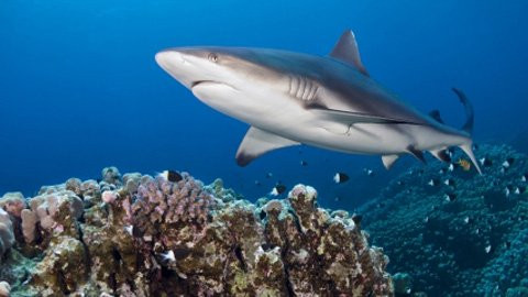 Khả năng bạn bị chết nếu bị một quả dừa rơi trúng nhiều hơn nếu bị cá mập tấn công!