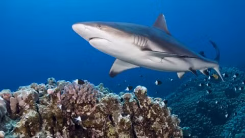 Khả năng bạn bị chết nếu bị một quả dừa rơi trúng nhiều hơn nếu bị cá mập tấn công!