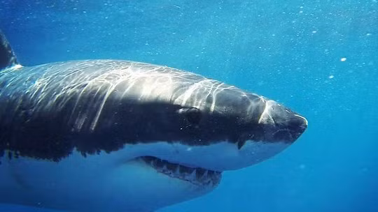  Cá mập giết chết 12 người mỗi năm trong khi con người giết 11,417 con cá mập mỗi giờ.