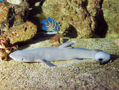 Khi hàm răng phát triển, cá mập hổ bắt đầu tấn công và ăn thịt lẫn nhau ngay khi chúng còn ở dạng phôi thai trong bụng mẹ.