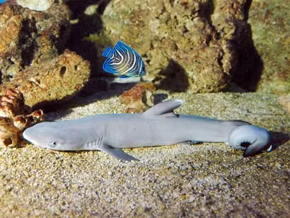 Khi hàm răng phát triển, cá mập hổ bắt đầu tấn công và ăn thịt lẫn nhau ngay khi chúng còn ở dạng phôi thai trong bụng mẹ.