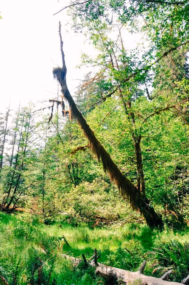 Trong khu rừng này, những câu vân sam Sitka và cây phong lá to được bao phủ trong một lớp rêu vừa dày vừa dài. Thảm rêu và dương xỉ của khu rừng thường xuyên được tạo điều kiện phát triển tốt bởi lượng mưa lớn tưới xuống mỗi năm.