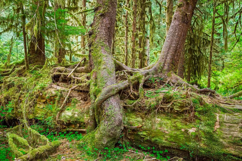 Thoạt đầu, cái tên “ngắm rêu” nghe có vẻ không phải là một hoạt động ngoài trời lý thú. Tuy nhiên, thú ngắm rêu hàng giờ này lại đang được rất nhiều người Nhật ưa thích, kể cả những người trẻ tuổi.