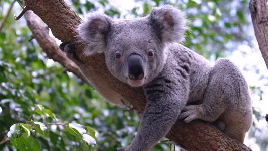 Những chú gấu túi Koala người mẫu này đã thể hiện tài năng ấn tượng của mình khi được chụp ảnh.