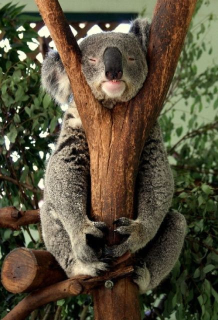 Tư thế chụp ảnh có 1-0-2.