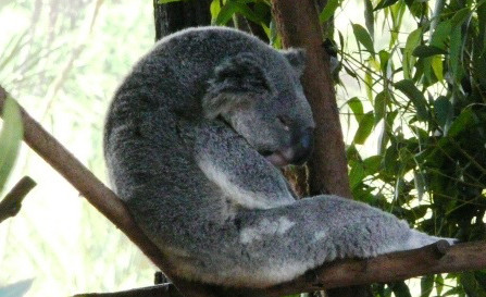 Cuối cùng là dáng điệu mệt mỏi đến kiệt sức của chú gấu túi sau một ngày lao động vất vả.