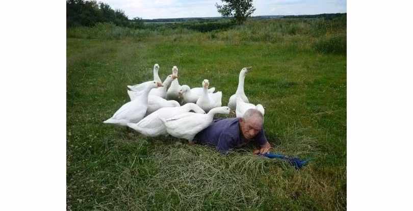 Người đàn ông nằm xoài ra bãi cỏ vì không thể đấu lại với bầy chim hung dữ.