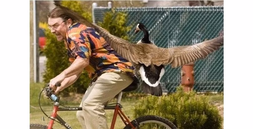 Ngỗng được coi là một loài chim nguy hiểm bởi bản tính rất hiếu chiến và thích tấn công người của chúng. Nạn nhân điển hình chính là anh chàng đang đi xe đạp trong bức ảnh này.