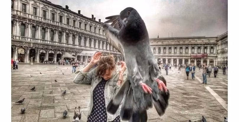 Chim bồ câu – loài chim hòa bình đôi khi cũng trở nên vô cùng tàn nhẫn.